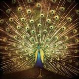 Ani DiFranco - Which Side Are You On? Artwork