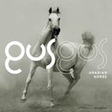 Gus Gus - Arabian Horse Artwork