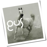 Gus Gus - Arabian Horse