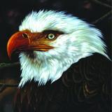 Mogwai - The Hawk Is Howling Artwork