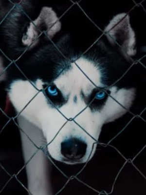 Kontra K: Neuer Clip zu
