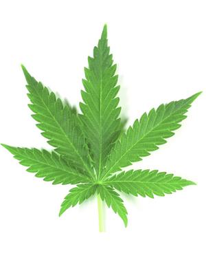 Legalize it!: Die besten Songs über Drogen