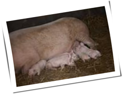 Matthew Herbert: Protokoll eines Schweinelebens