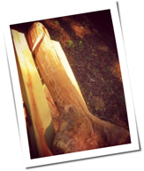 Metalsplitter: Von der Leidenschaft f&uuml;r riesige Holzpenisse