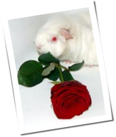 Valentinstag: Die besten Blumensongs