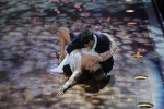 Mandy Capristo schwingt das Tanzbein., Let's Dance 2012 | © laut.de (Fotograf: Peter Wafzig)