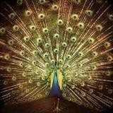 Ani DiFranco - Which Side Are You On?