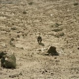 Ben Howard - Noonday Dream
