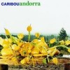 Caribou - Andorra