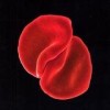 Peter Gabriel - Scratch My Back: Album-Cover