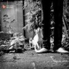 DJ Adlib - Hi-Hat Club Vol. 6: Haus & Garten: Album-Cover