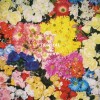 Is Tropical - I'm Leaving: Album-Cover