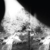 Godspeed You! Black Emperor - Asunder, Sweet And Other Distress: Album-Cover