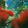 Pulled Apart By Horses - The Haze: Album-Cover