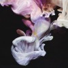 Simian Mobile Disco - Murmurations: Album-Cover