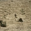Ben Howard - Noonday Dream: Album-Cover