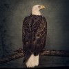 Clutch - Book Of Bad Decisions: Album-Cover