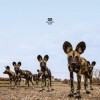 Balthazar - Fever: Album-Cover