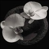 Mike Patton & Jean-Claude Vannier - Corpse Flower: Album-Cover