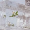 Efterklang - Windflowers: Album-Cover