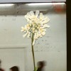 Daughter - Stereo Mind Game: Album-Cover
