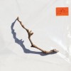 PJ Harvey - I Inside The Old Year Dying: Album-Cover