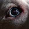 Roger Waters - The Dark Side Of The Moon Redux: Album-Cover