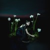 Penelope Trappes - A Requiem: Album-Cover