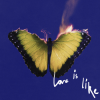 Maroon 5 - Love Is Like: Album-Cover