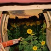 Kevin Morby - Little Wide Open: Album-Cover
