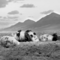 Bilderbuch - Neues Video zu 
