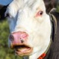 Metalsplitter - PETA zeigt Metal-Gig im Kuhstall an