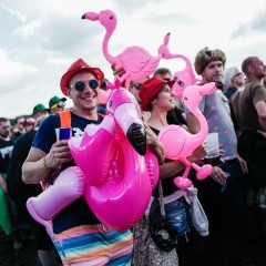 Pink Flamingos - immer dabei.