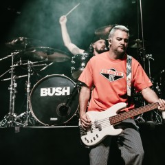 Bush.