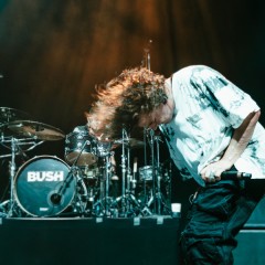 Bush.