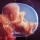 Embryo