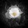 Avici EP
