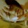 Pharmakon