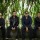Starsailor