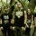 Sylosis