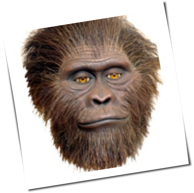 Australopithecus