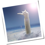katze1000