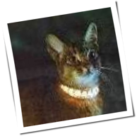 Weltraum-Katze
