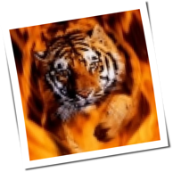 sunny.suntiger