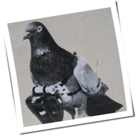 Taubenkot