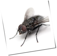 a_fly