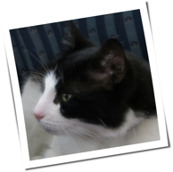 Kuhkatze