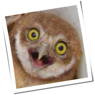 Gleep Glorp