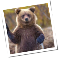 Grizzlybaer