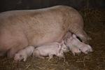 Matthew Herbert: Protokoll eines Schweinelebens